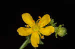 Beaked agrimony